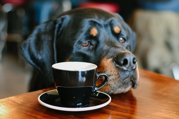 Como atrair mais clientes para o restaurante com o conceito pet friendly